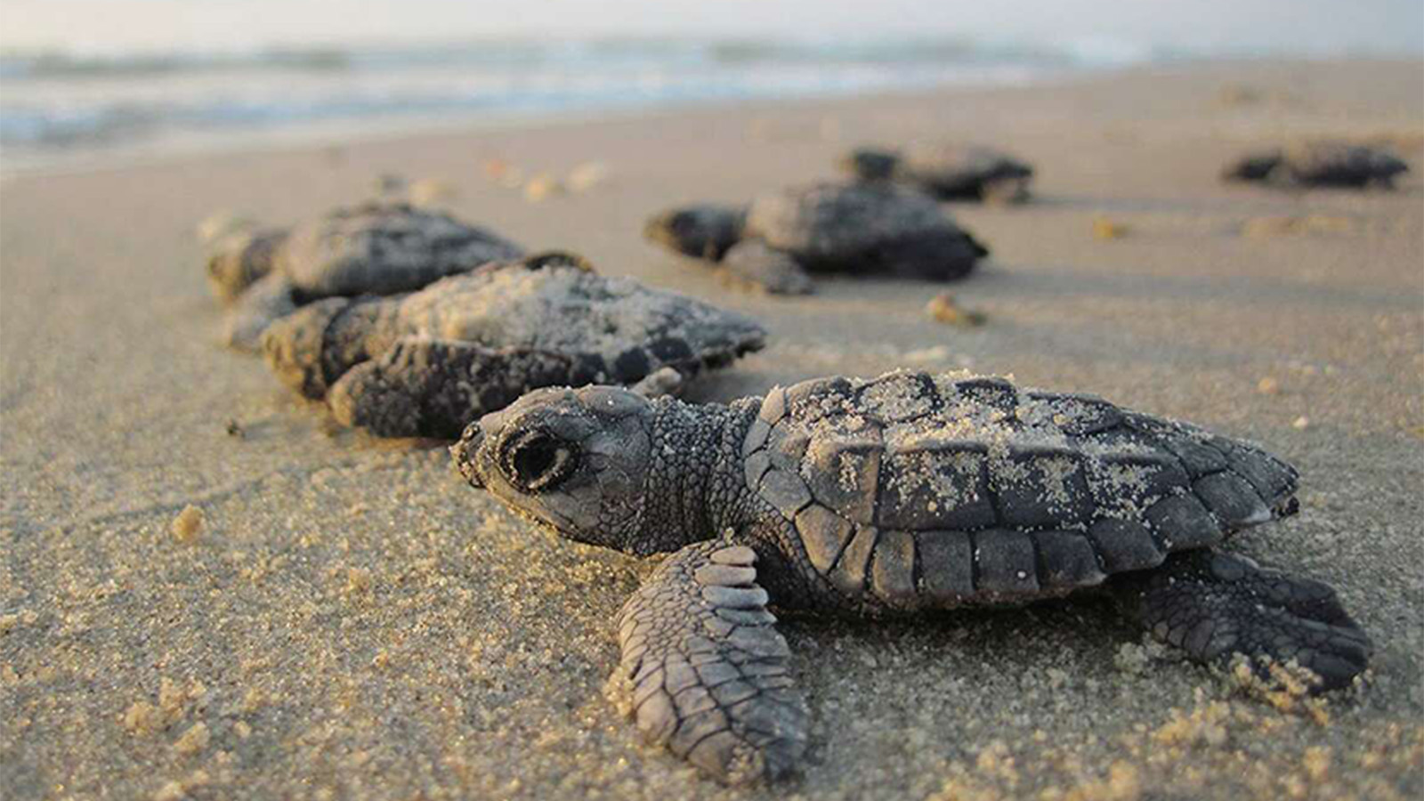 Newly hatched marine turtles make their way to the ocean