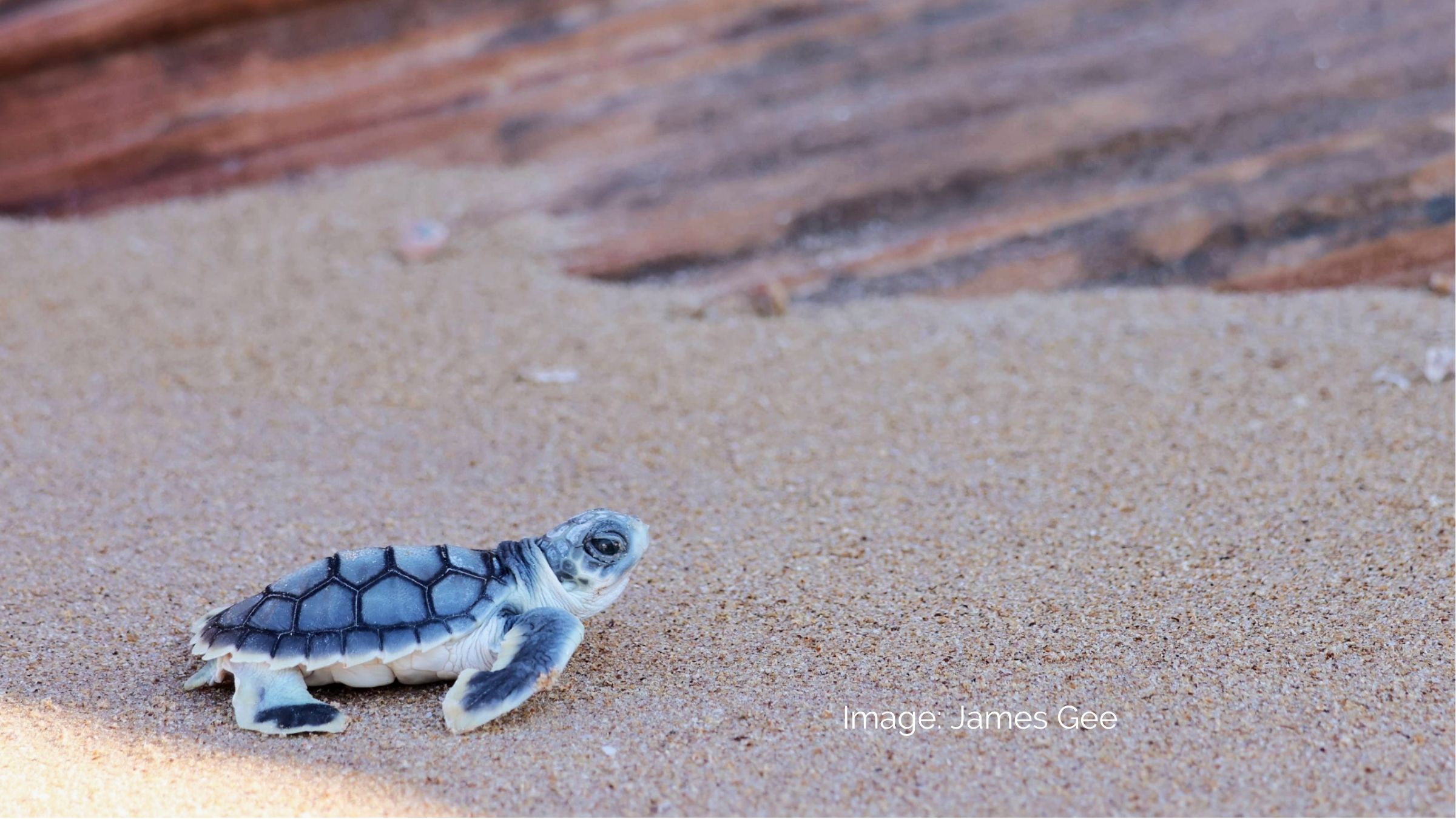 Newly hatched marine turtles make their way to the ocean
